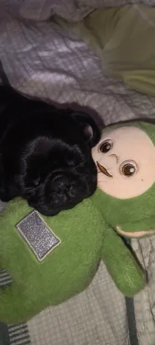 Pug filhote
