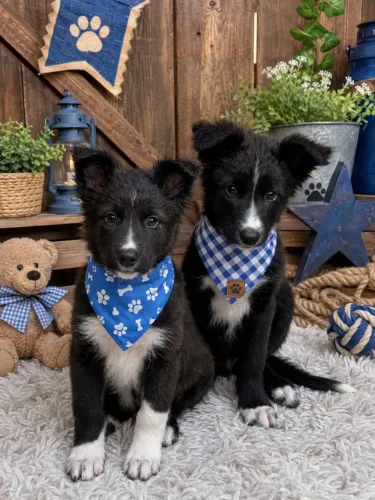 Lindos filhotes de Border collie macho 