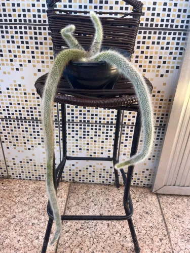 Planta Rabo de macaco