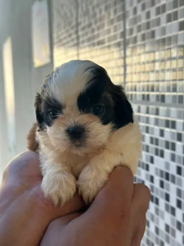 Mais que lindo perfeito shitzu