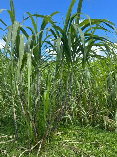 Cana para caldo