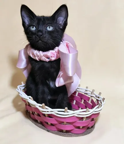 Gatinhos para adoção!