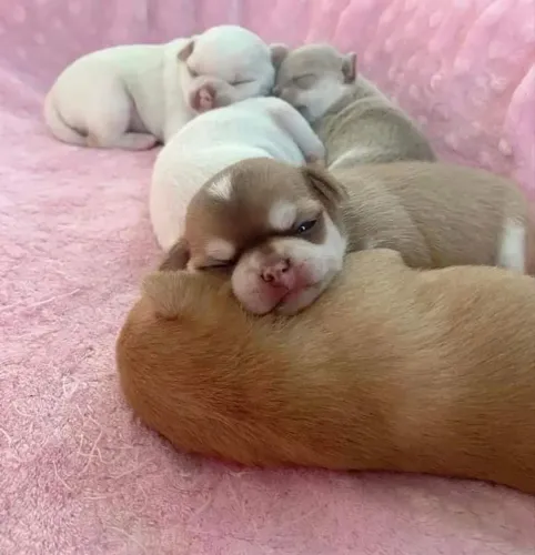 FILHOTE DE CHIHUAHUA
