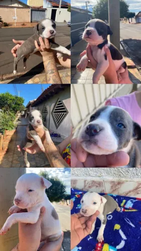 Cachorro