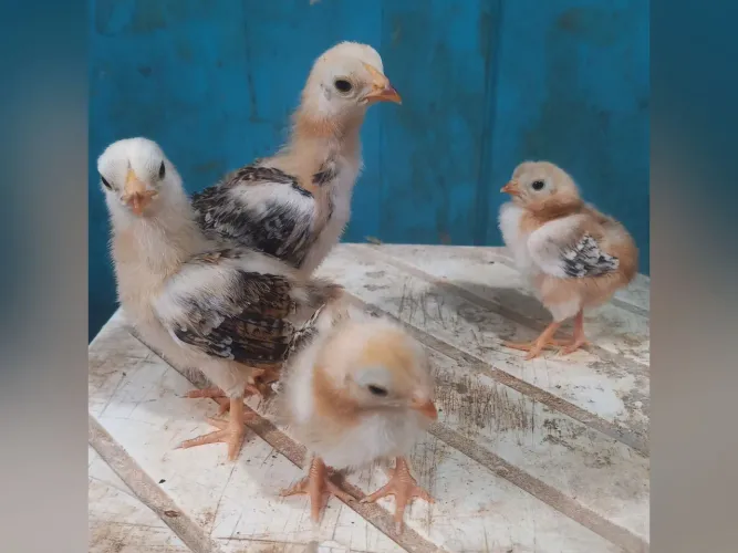 LOTE DE PINTINHOS DE MINI CORNISH DARK 