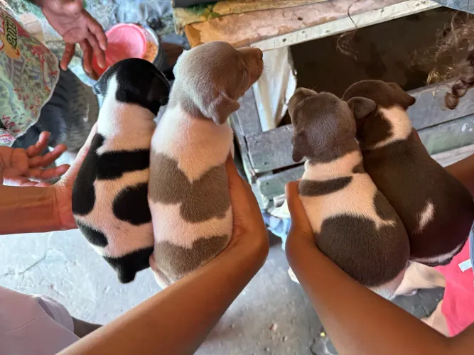 Vendem- se filhotes de Terrier Brasileiro- FOX PAULISTINHA PUROS EXC LINHAGEM