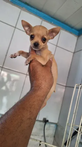 Pinsher mini n 0 puros garantia raça e padrão *