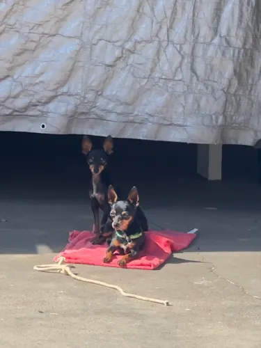 Pinscher 0 macho pra cobertura