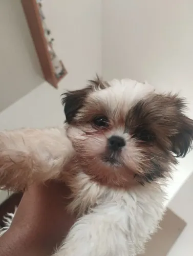 Shih Tzu Fêmea 