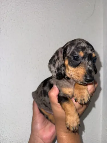 Mini Basset dachshund filhote macho!!