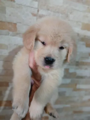 Filhote Golden Retriever, Dê um lar para um filhotinho e ganhe um amigo para sempre!
