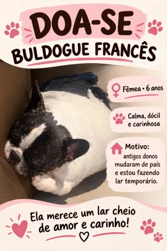 Doa-se buldogue francês fêmea