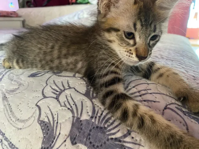 doa-se gatinho fofinho e peludo