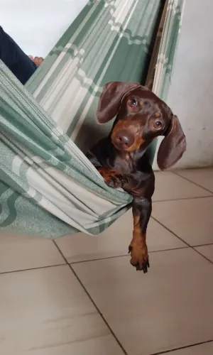 Filhotes de Dachshund ( salsicha)