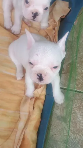 Buldogue Francês