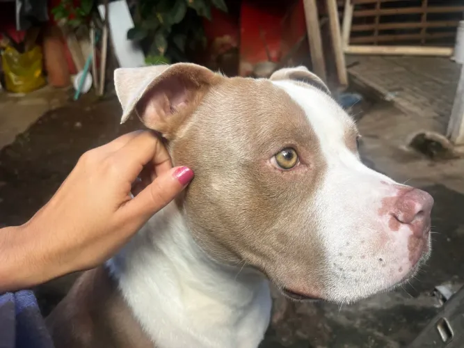 Doação de Pitbull