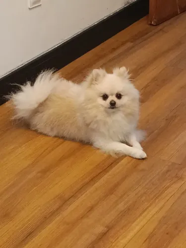 Lulu Pomerânia "macho pra cruzar" 
