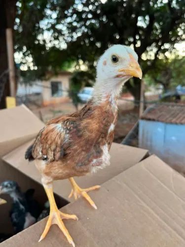Pintinhos caipira