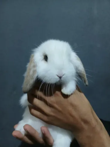 Filhote coelho mini lop linhagem selecionada