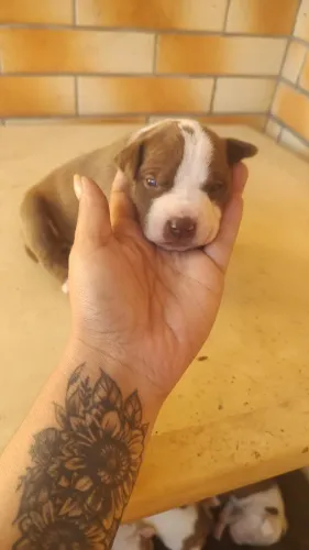 Vendo filho de Pitbull 