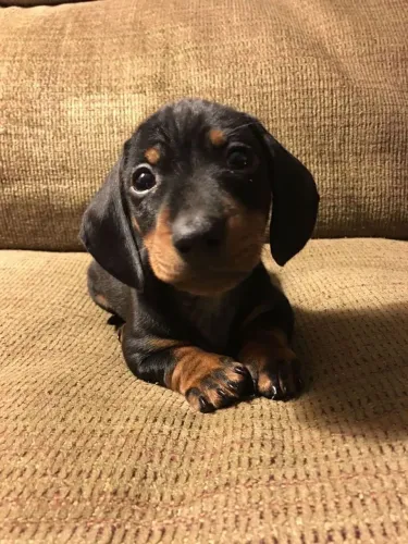 Dachshund teckel raça não ocupa muito espaço