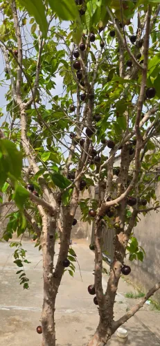 Pe de jabuticaba  produzindo
