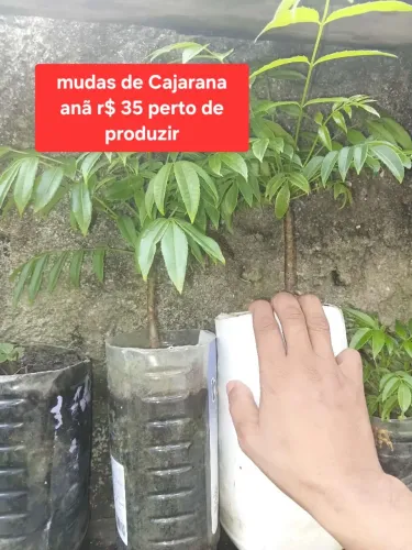 Mudas de Cajarana anã perto de produzir