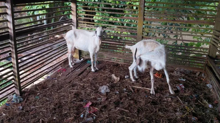 Duas cabras brancas 2300 as duas