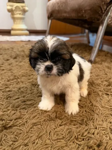 Shih tzu machinho