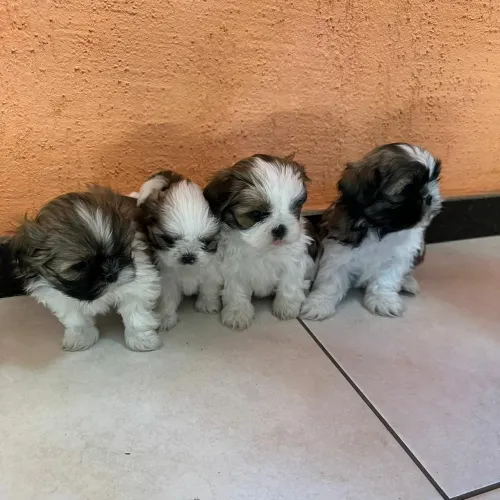 Mini shih tzu puros fêmeas e machos entrego e divido