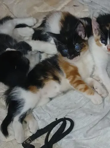 Doação gatos filhotes