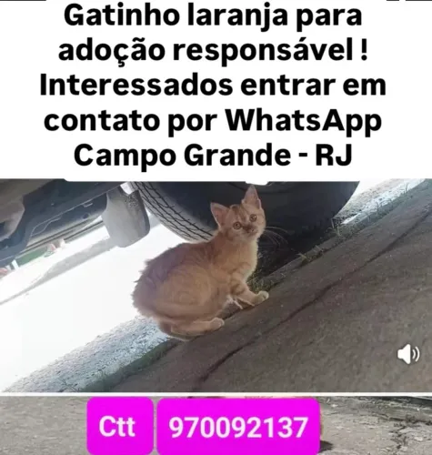 Gatinho laranja filhote para adoção