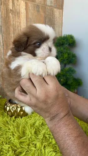 Shih tzu macho