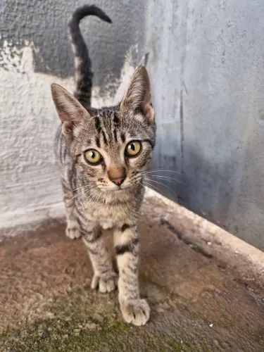 gato macho filhote 