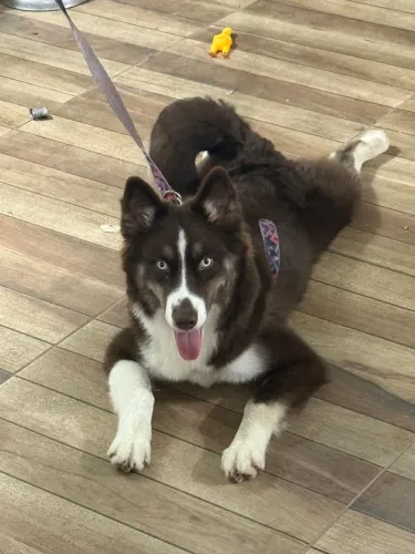 Husky siberiano fêmea mostly red