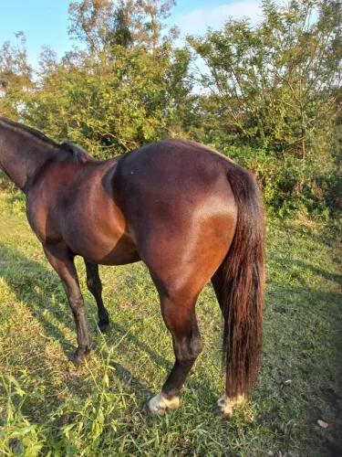 Cavalo quarto de milha 2 anos domado muito manso 
