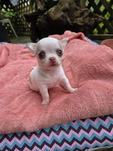 Filhote chihuahua fêmea