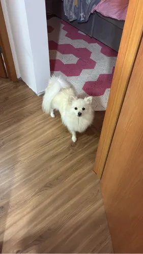 Cachorro Lulu da pomerania