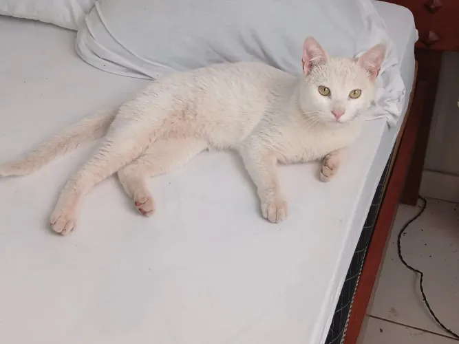 Lindo gatinho castrado doação