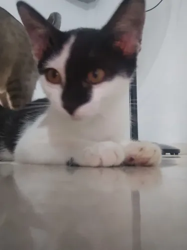 Gatinho 