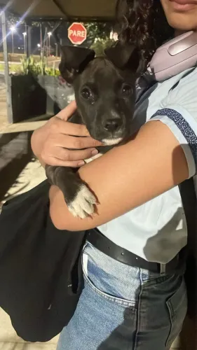 Doa-se filhote de cachorro macho 