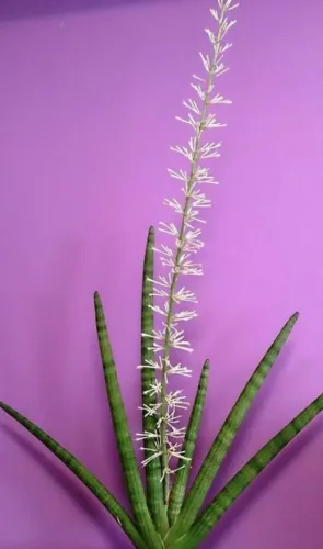 Planta lança de São Jorge