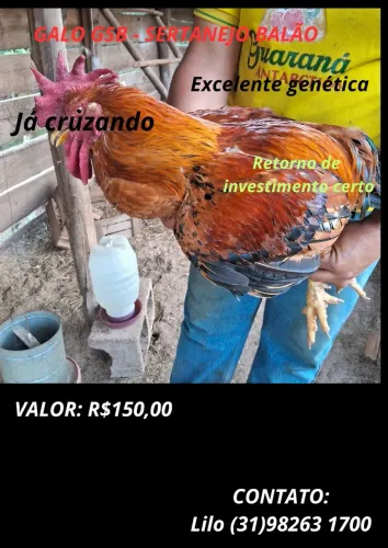 GALO GSB SERTANEJO BALÃO