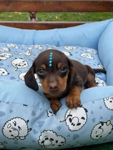 Dachshund Mini com entrega imediata 