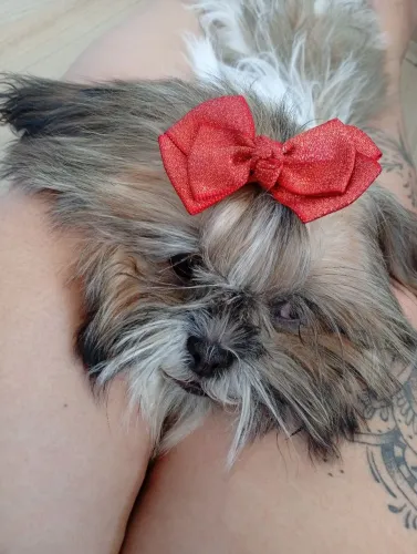 Shi Tzu