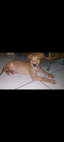 CADELA DE PITBULL BLACK COM RED NOSE