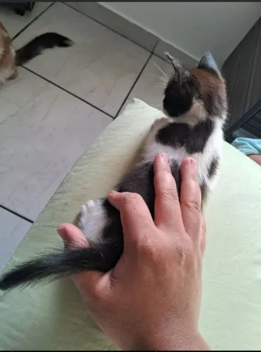 Doação gata mestiça 