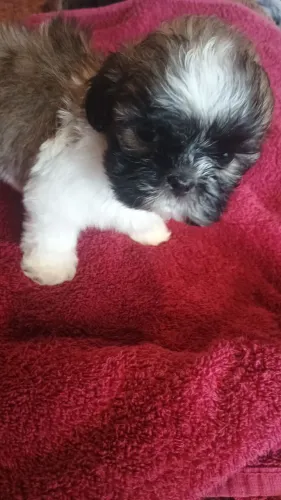 Último filhote Shiatsu Macinho...