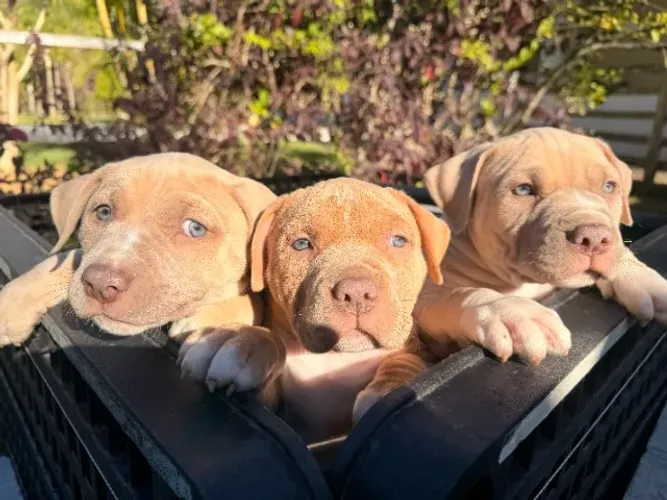 Filhotes de American Bully XXL