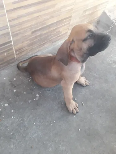 Cães 